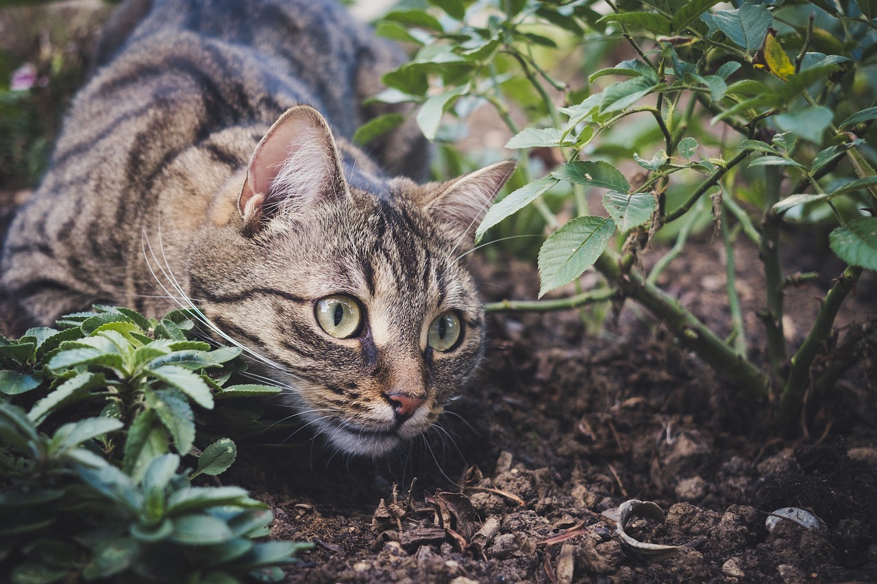 cat, pet, animal