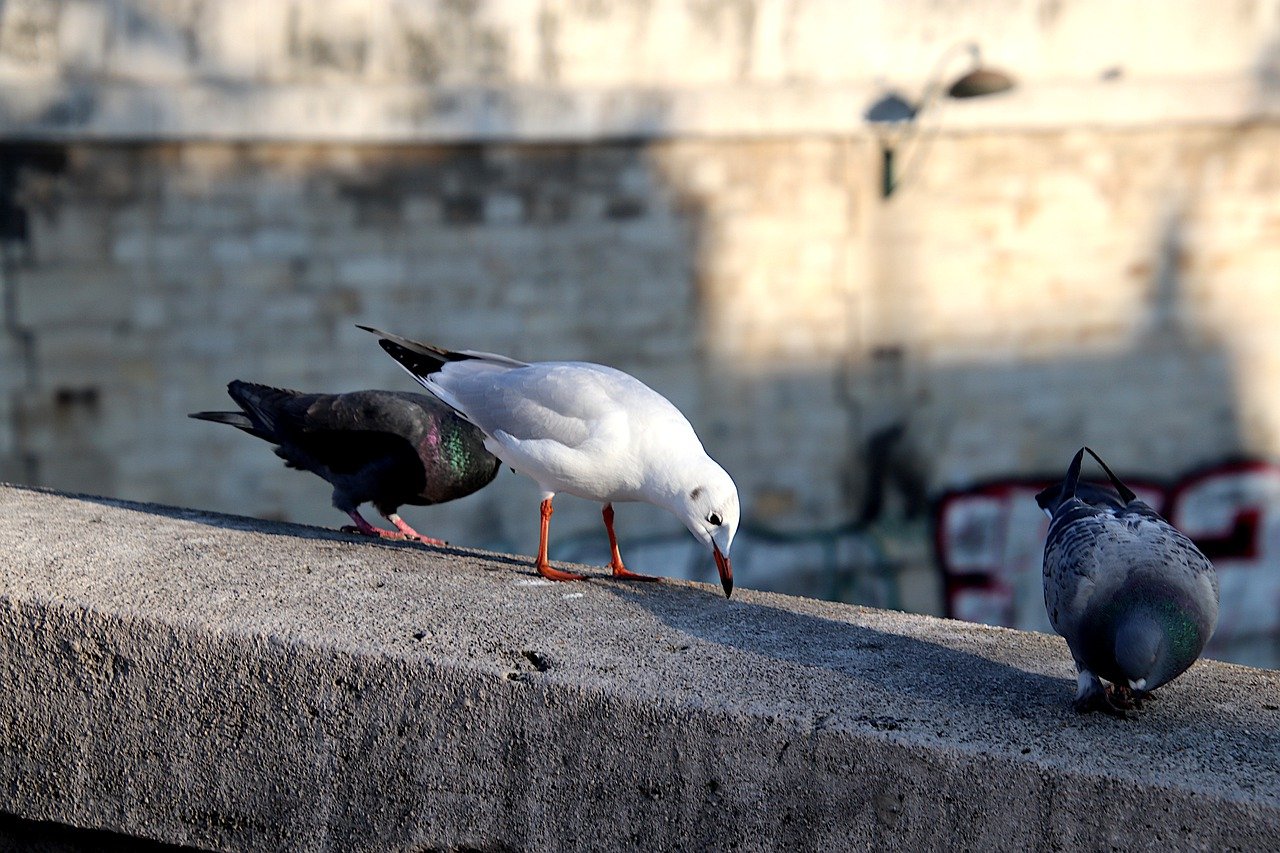 seagulls, pigeons, concrete