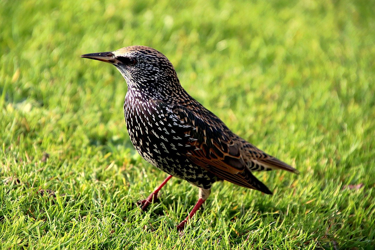 starling, bird, lawn