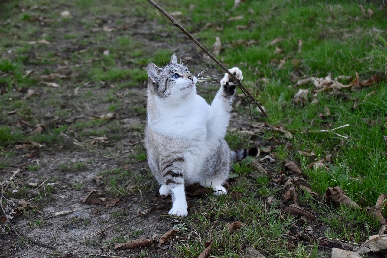 stray cat, meadow, playful
